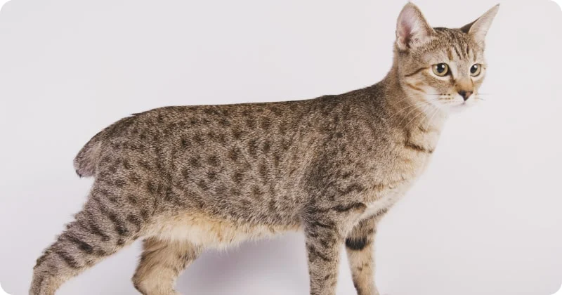 Американский бобтейл