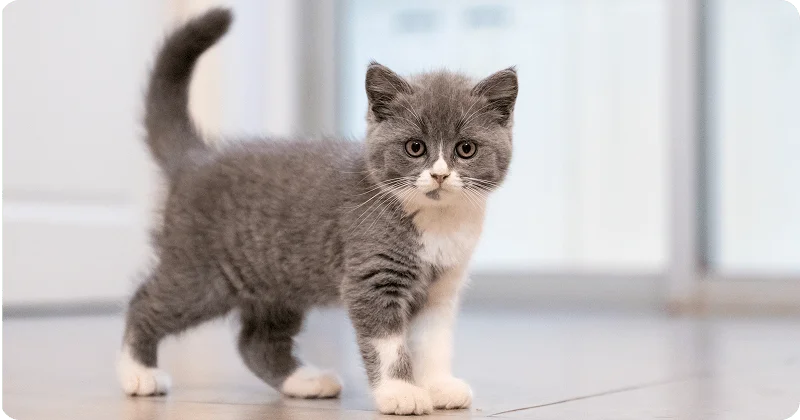 Выбор клички для котенка