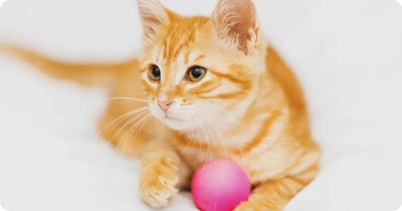 Игрушки для котенка