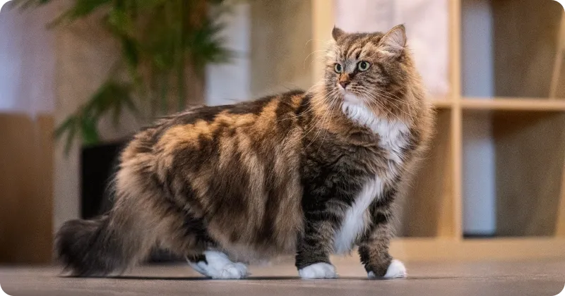 Сухой корм для кошки