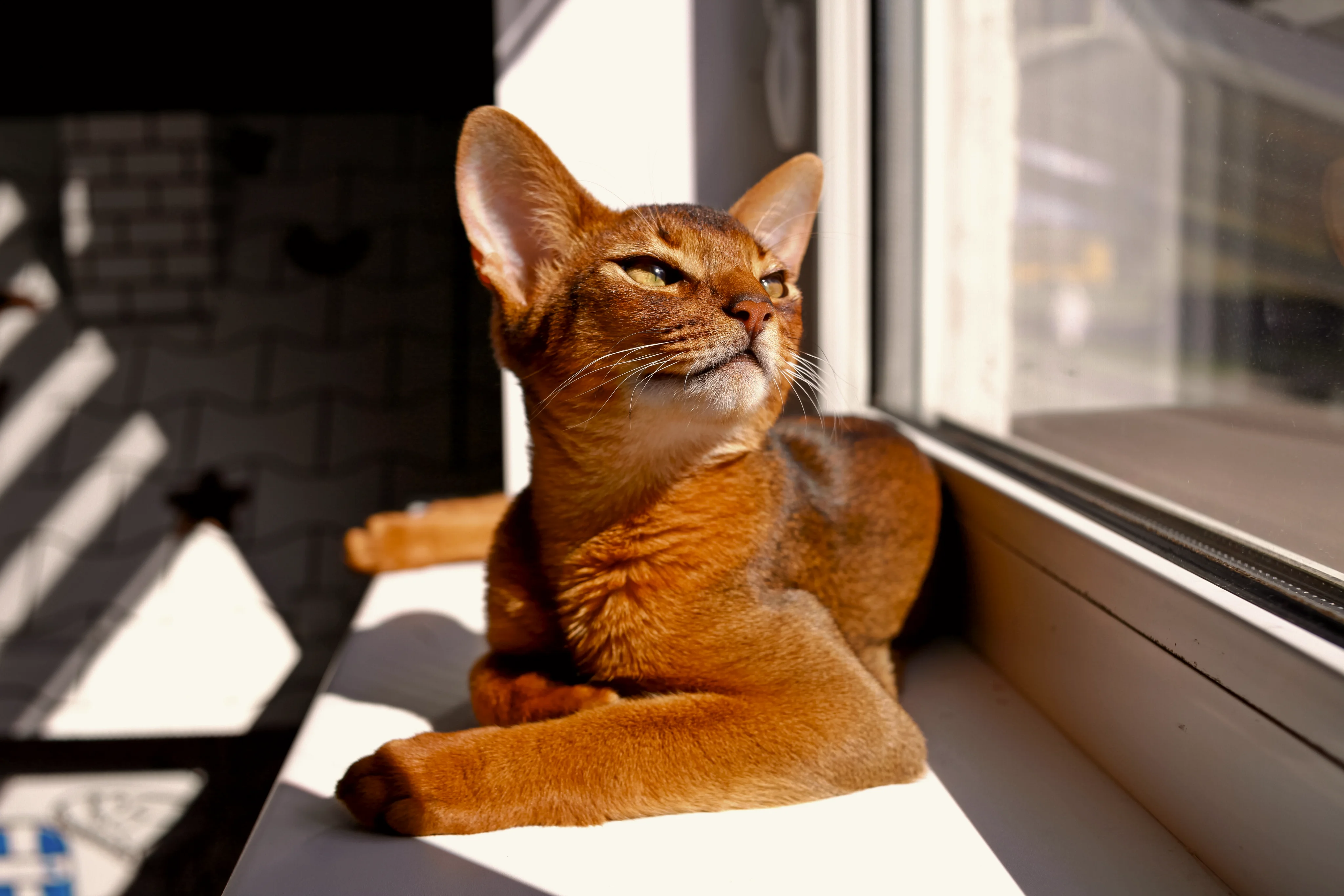 Кошка и жара