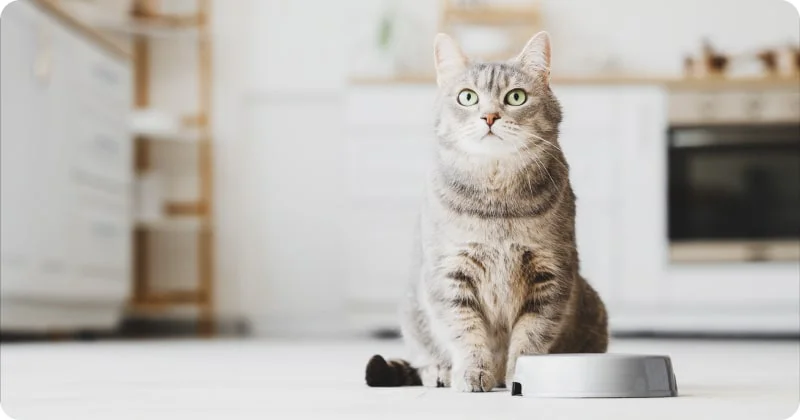 Способы коррекции поведения кошки