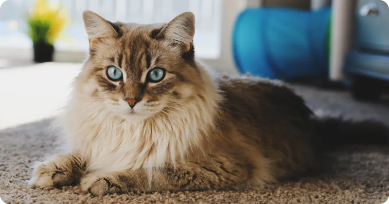 Строение кошачьего глаза