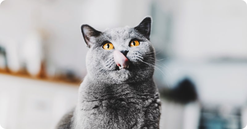 Кот любит мороженое