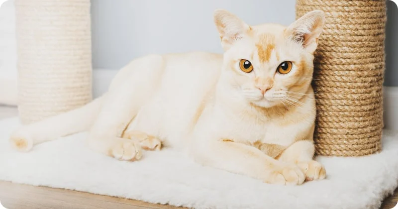 Бурманская кошка