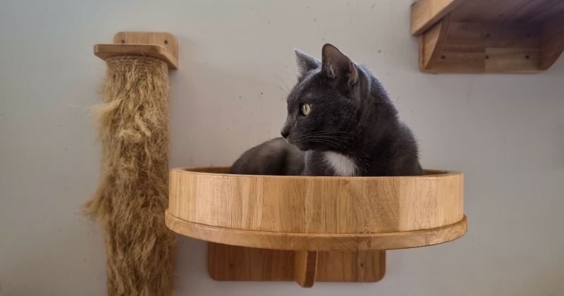 Гостиницы для котов