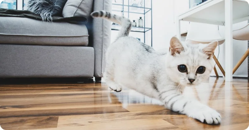 Кот падает на лапы