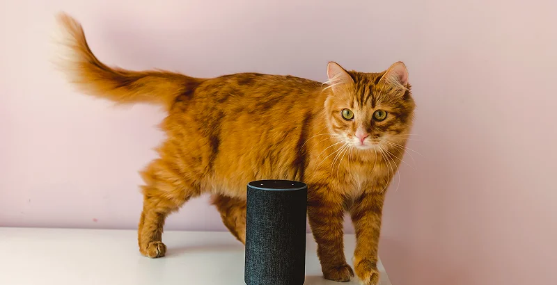 Влияние музыки на кошек