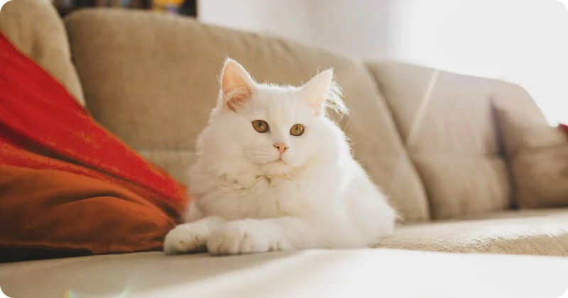 Комфорт и спокойствие кошки дома