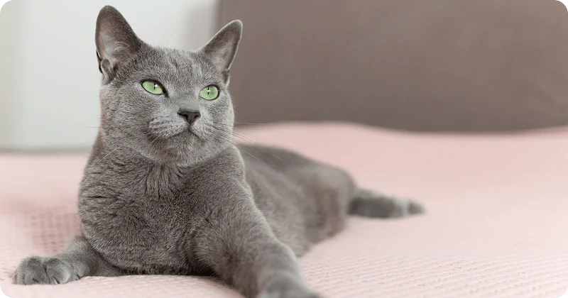 Русская голубая кошка