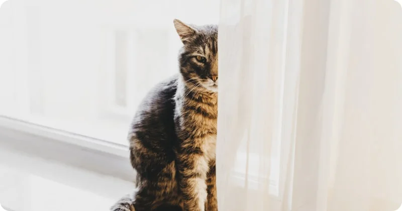 Кошка щурит глаз на свету