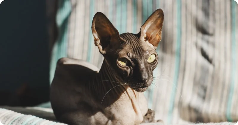 Донской сфинкс