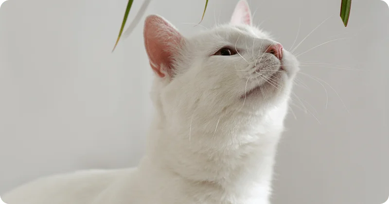 Обоняние кошек