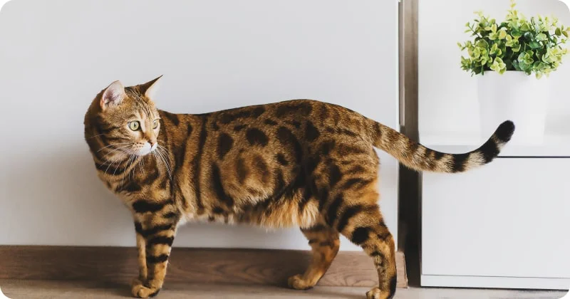 Бенгальская кошка