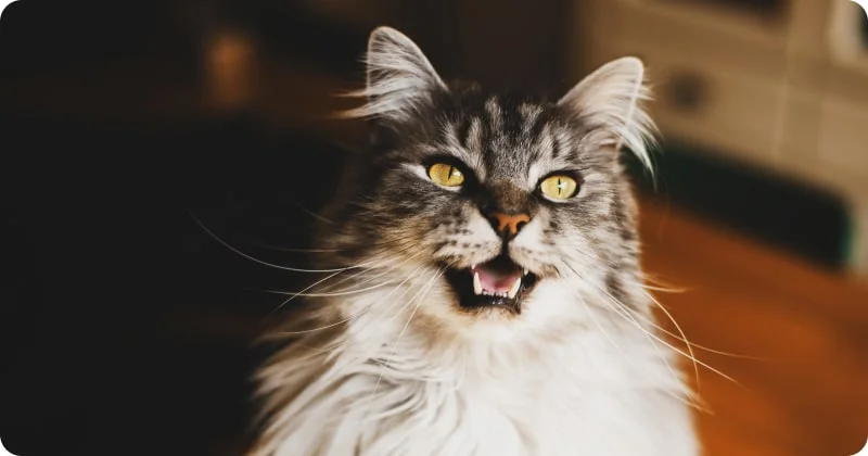 Причины ночного мяуканья