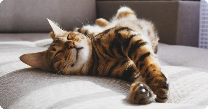 Внешние признаки сновидений