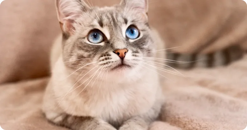 Сыр опасен для кошек