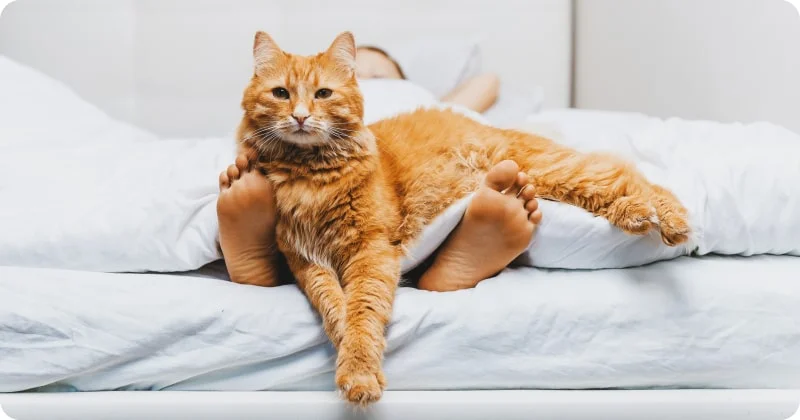 Как отучить кошку будить по утрам?