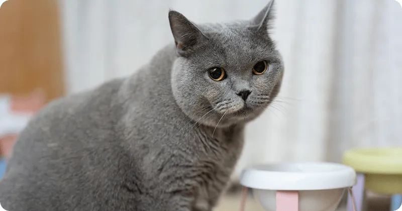 Кот пьет мало жидкости