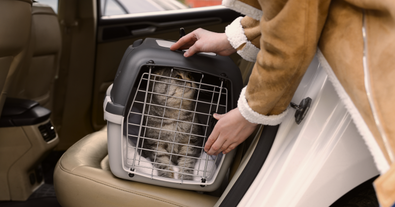 Перевозка кошки 