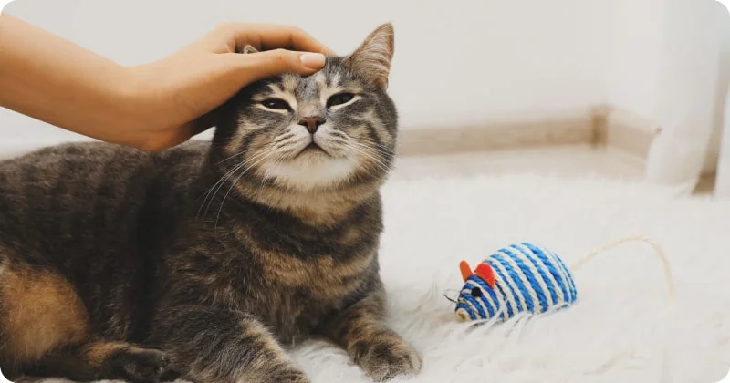 Общение с кошкой