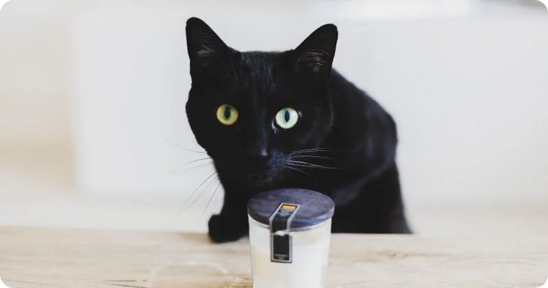 Запахи для кошки