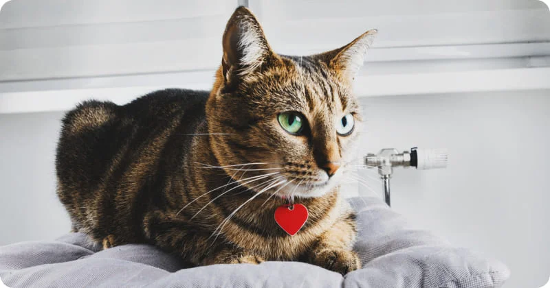 Поиск кошки