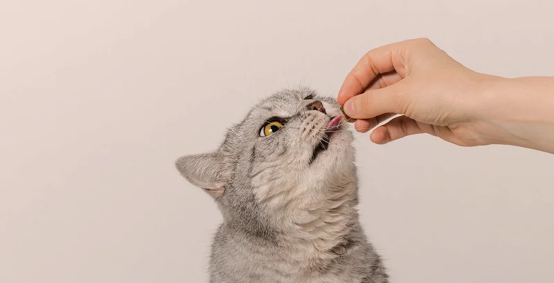 Лакомства для кошки