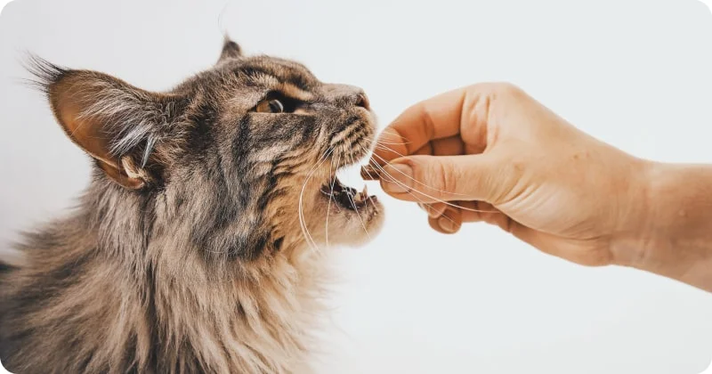 Лакомство для кошки