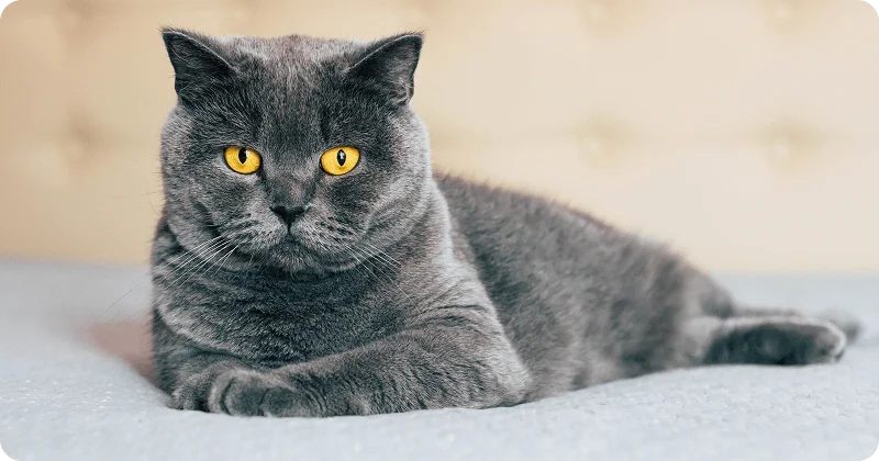 Британская кошка