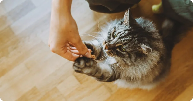 Просьба еды или лакомств