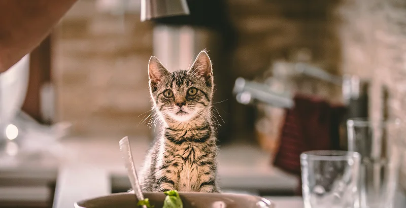 Нужна ли соль в рационе кошки?