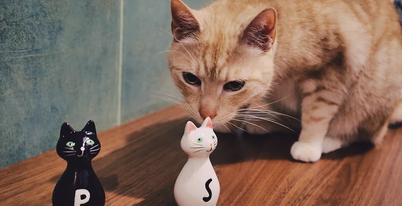 Можно ли кошкам соль?