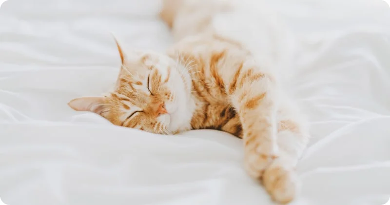 Как устроен сон у кошек?