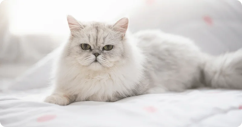 Персидская кошка