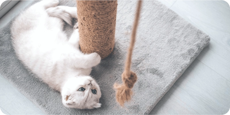 Как приучить котёнка к лотку