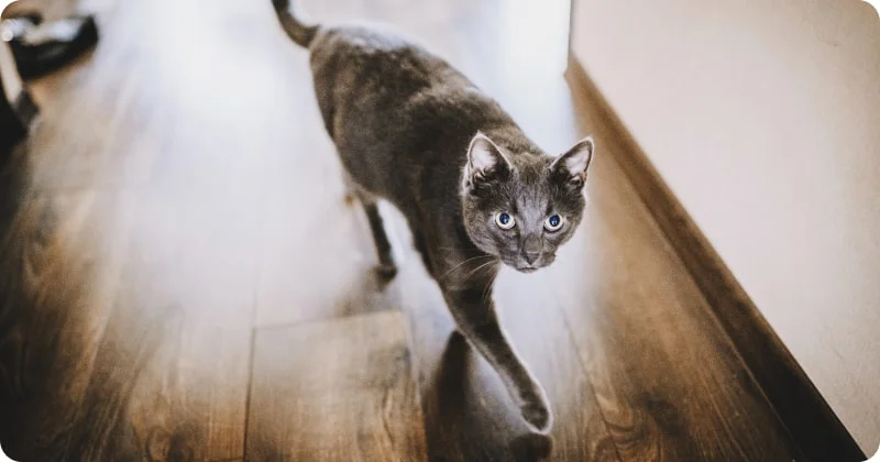 Особенности поведения кошки