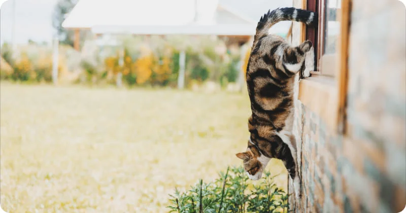 Почему кошки убегают?