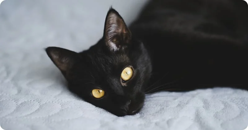 Ночное зрение кошки