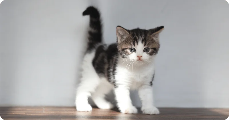 Привыкание котенка к новому месту