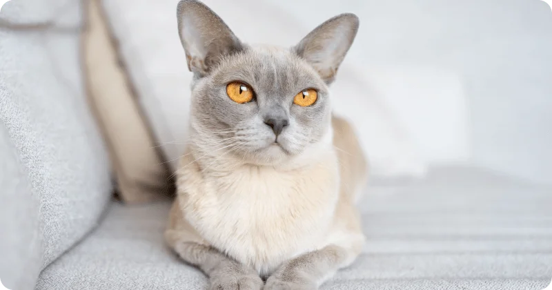 Зрачки у кошки