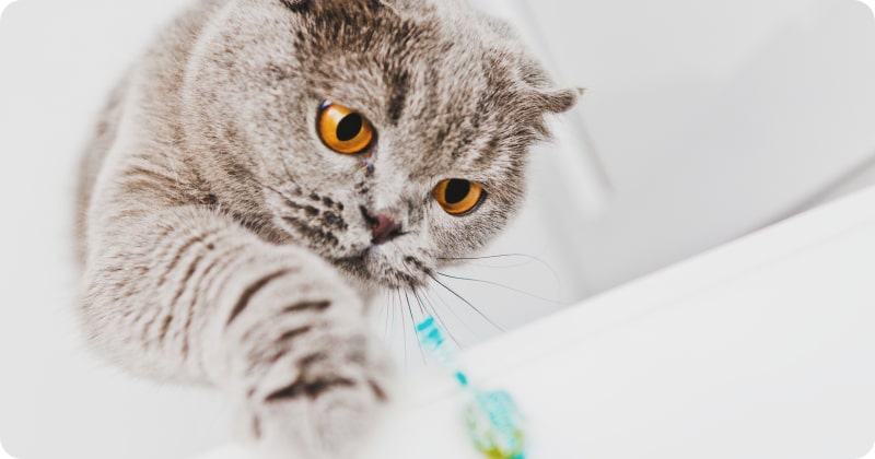 Кошка случайно съела конфету, что делать?