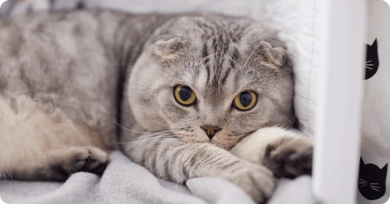 У кошки расширяются зрачки