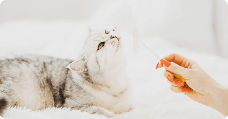 Запахи в жизни кошки