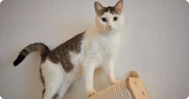 Когтеточка для кошки