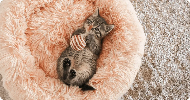 Приучение кошки к лежанке