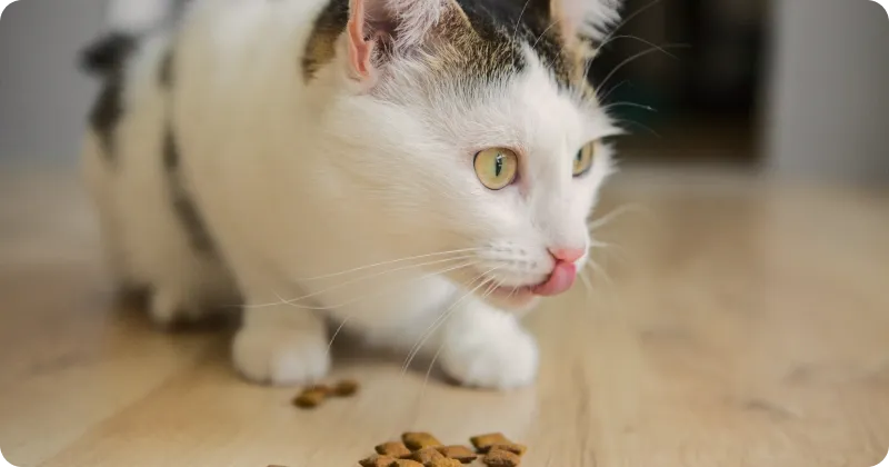 Лакомства для кошек