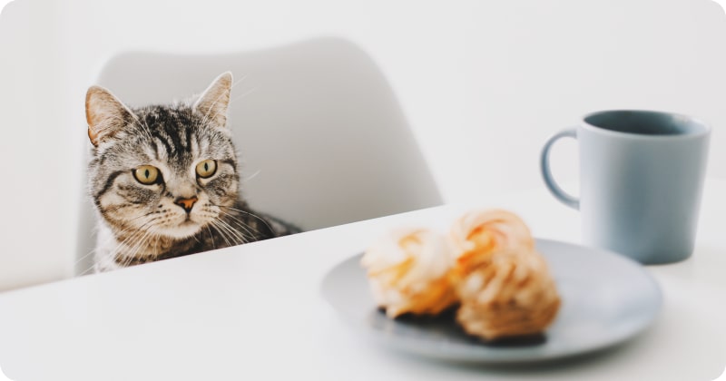 Влияние сладкого на организм кошки