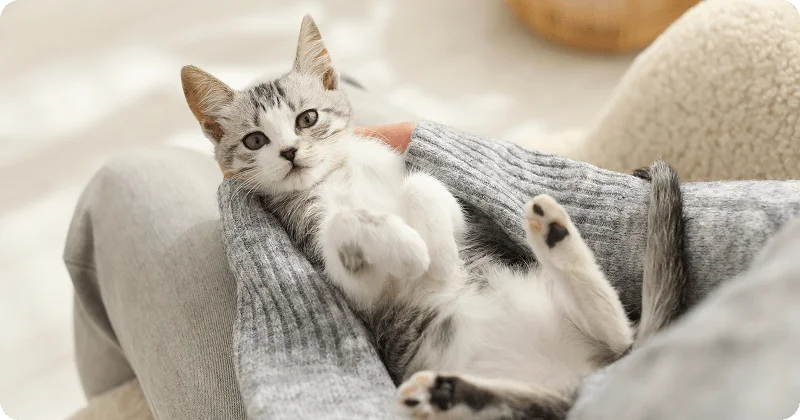 Как помочь котенку чувствовать себя комфортно?