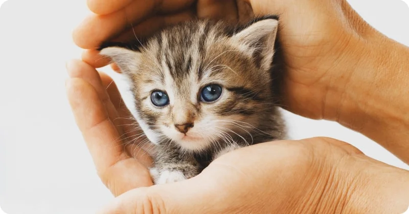 Безопасность котенка